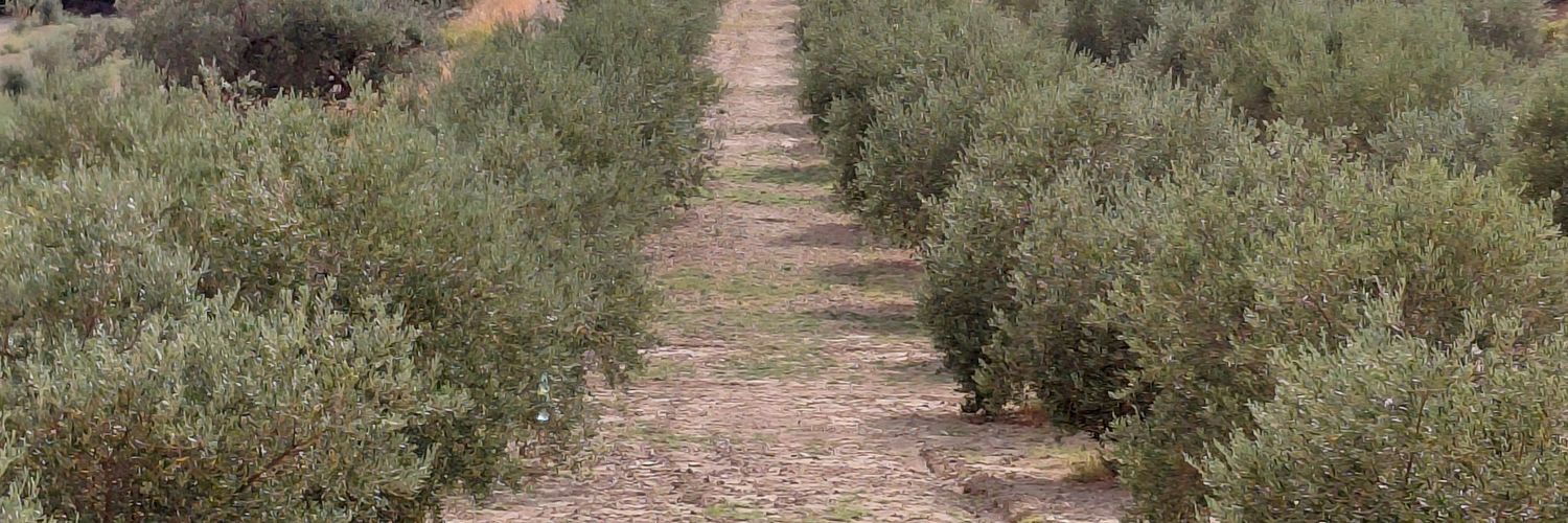 Zorro 🇨🇵🇨🇵 banner