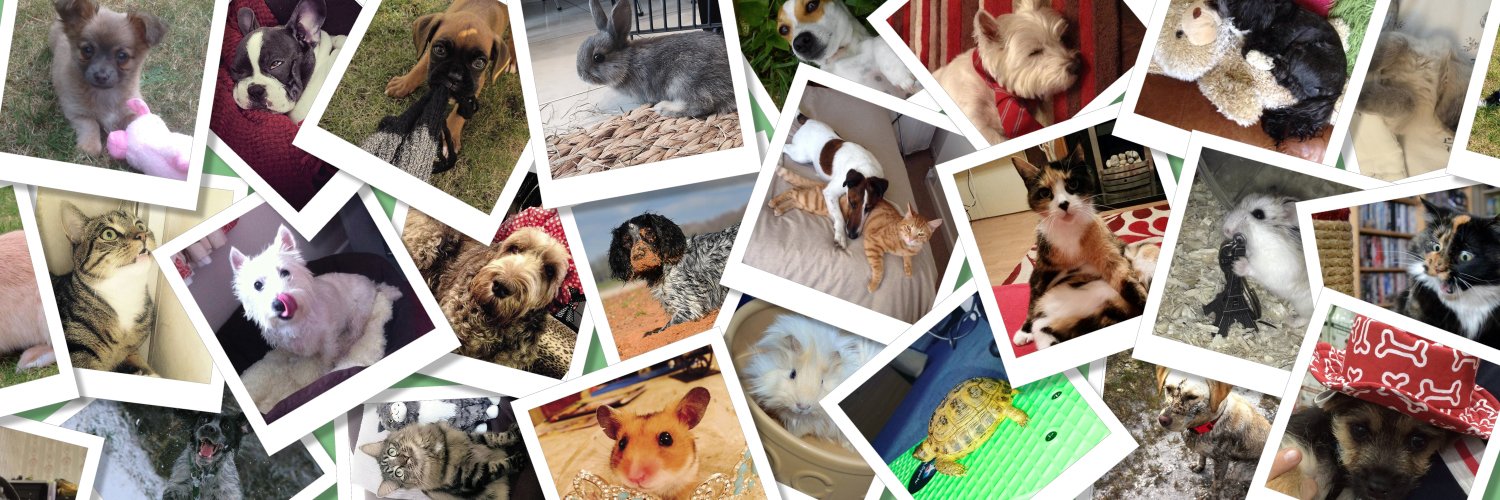 PetShop2Go's profile banner image
