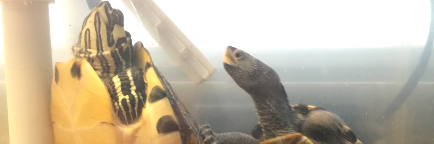 galassaraptor's profile banner image