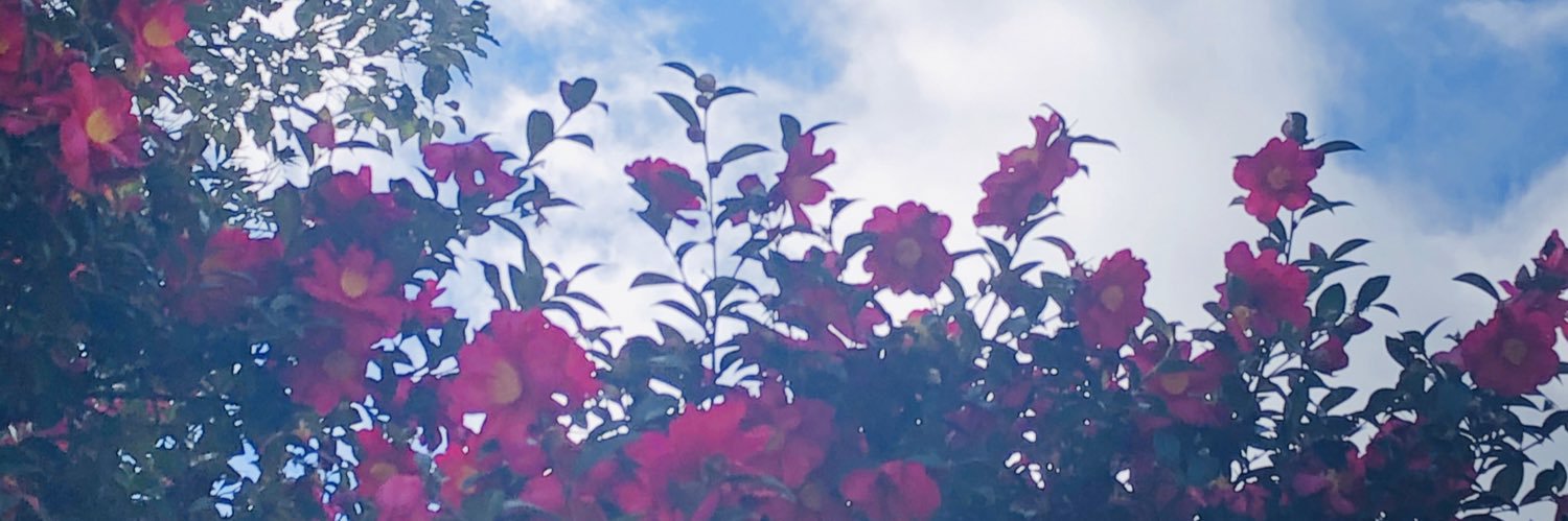 RossoMMD's profile banner image