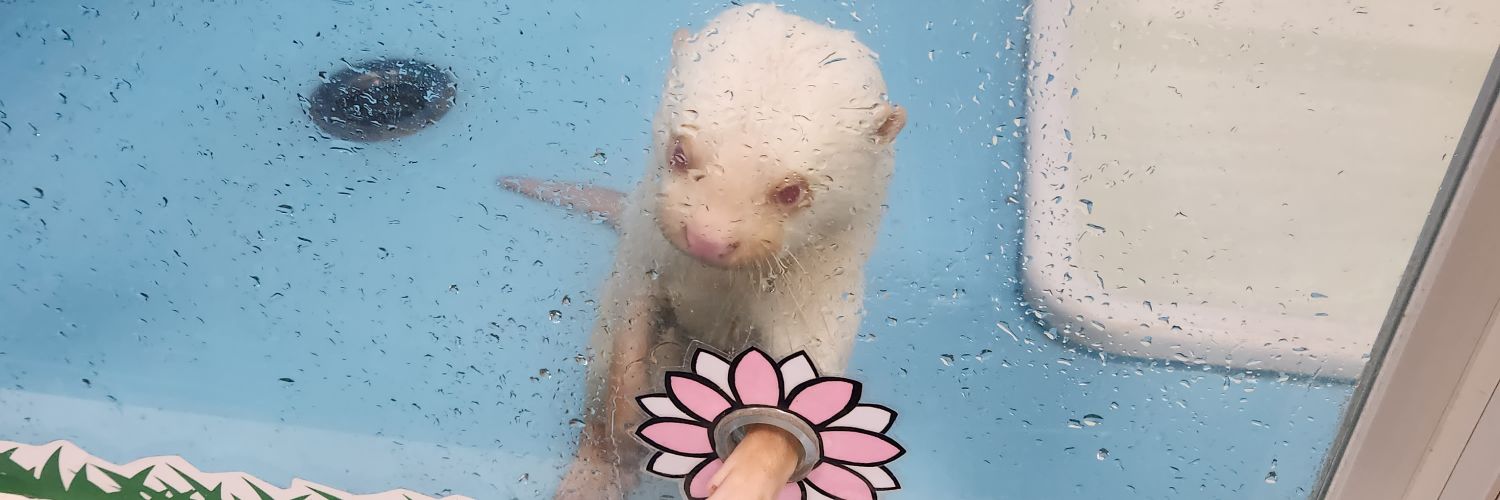 兎の独り言 banner