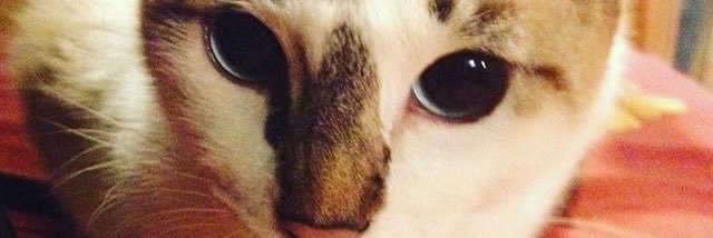 Mayraech's profile banner image