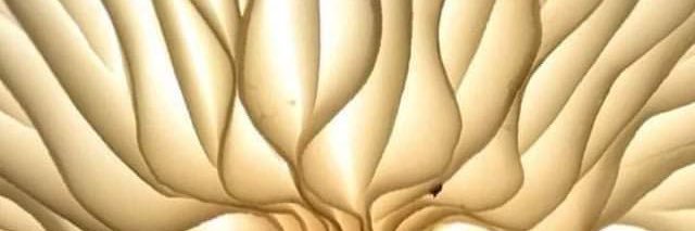YinethGP's profile banner image