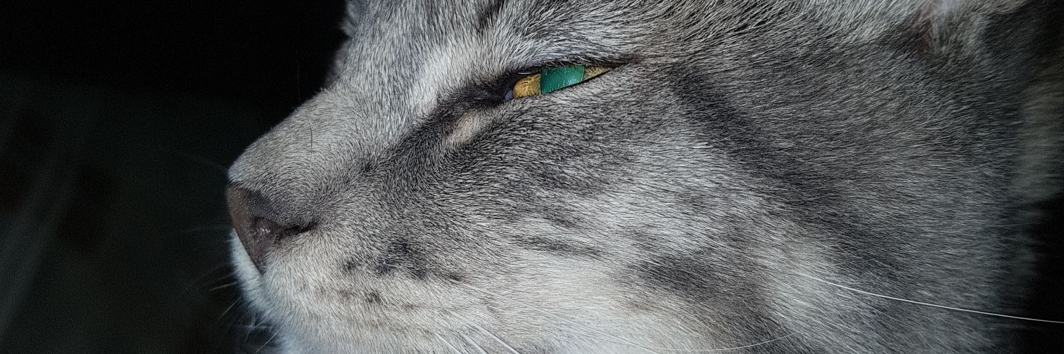 roomeeF18's profile banner image