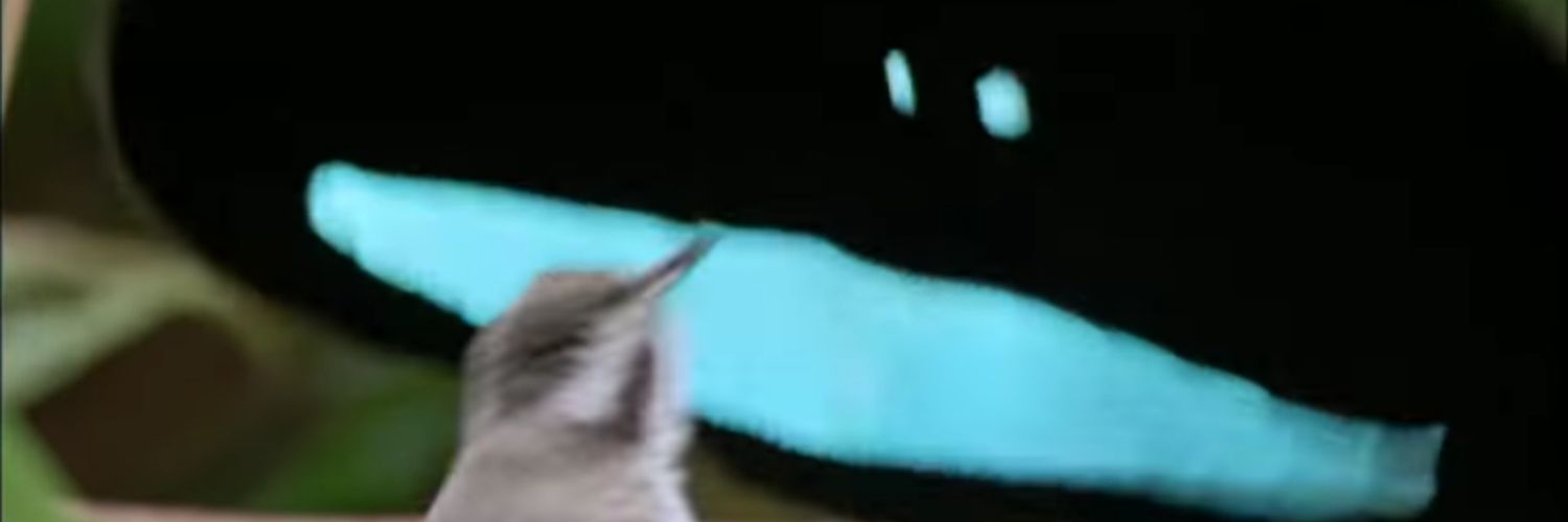 Catt_Mampbell's profile banner image