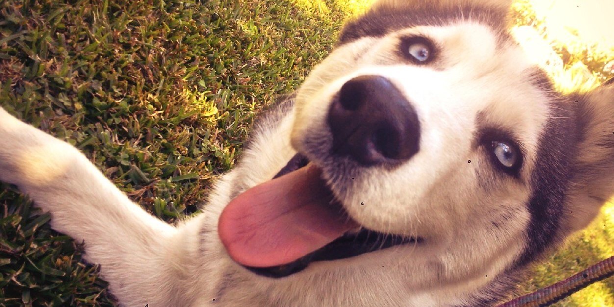 Balto_Havanne's profile banner image