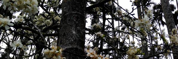 rensencat Profile Banner