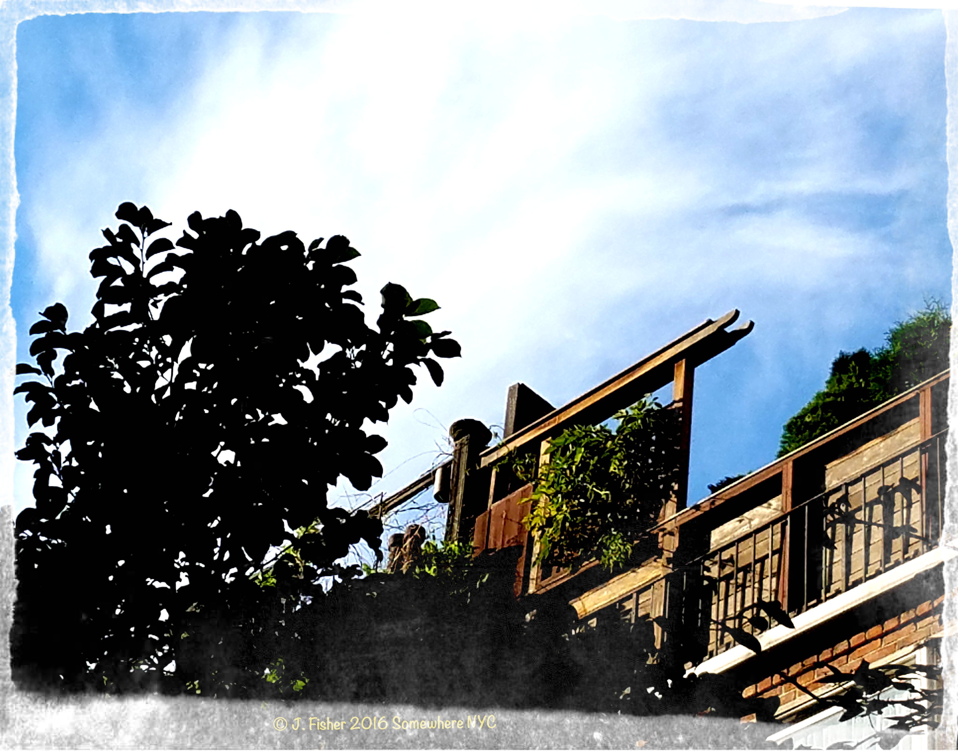 eyefish's profile banner image
