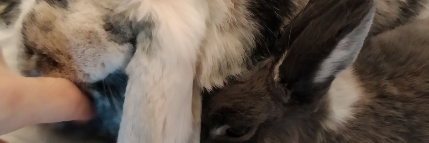 Argarion's profile banner image