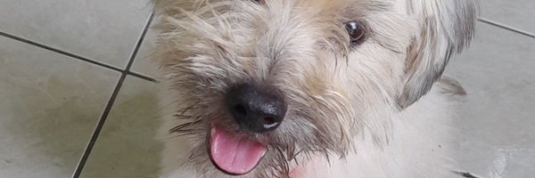 pizzzarhea Profile Banner