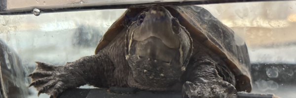Kickhopper123 Profile Banner