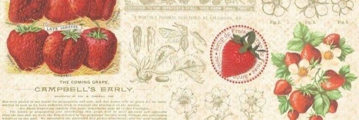farrah 🍎 的个人资料封面