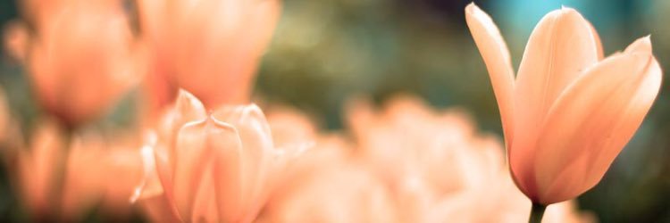sarahjor16's profile banner image