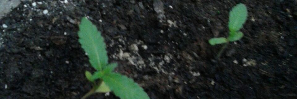 SoloRob12's profile banner image