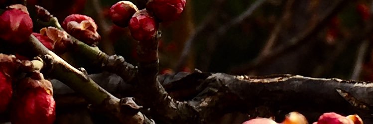 rex2662's profile banner image