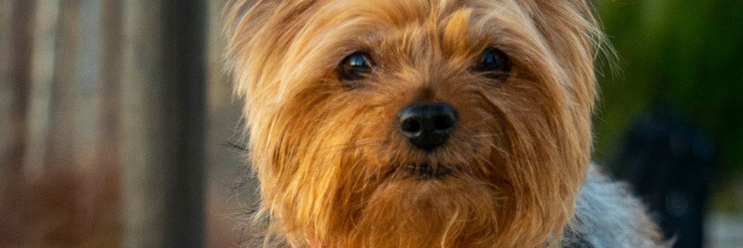 Fernando Serrano  banner