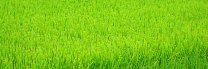 ももの's banner