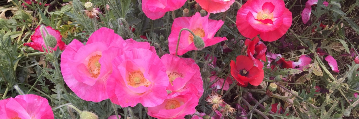 あるめりあ banner