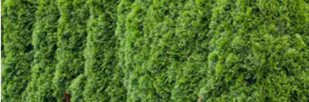 greenorange's profile banner image
