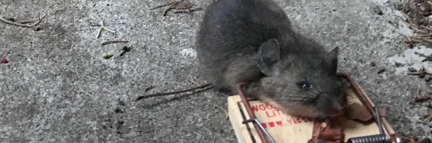 Striderus1776 banner