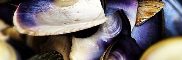 N8ive1der Profile Banner