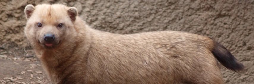 MissMizer's profile banner image
