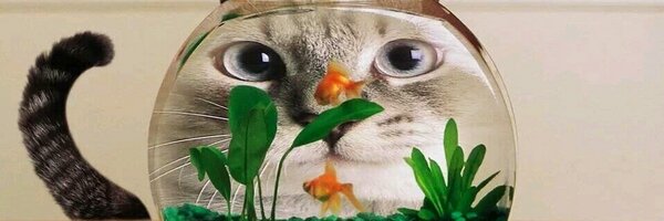 webdevgenius Profile Banner