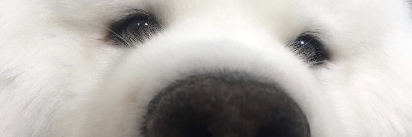 sylviaasuen's profile banner image