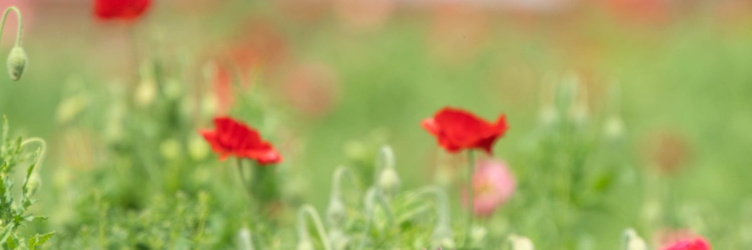 onkitai's profile banner image