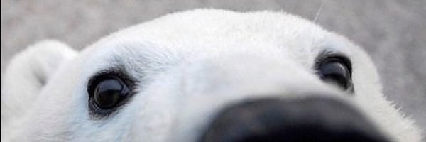 Icebearstrength Profile Banner