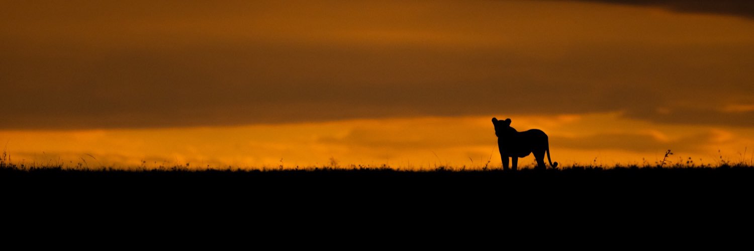 sylvestercorrea's profile banner image