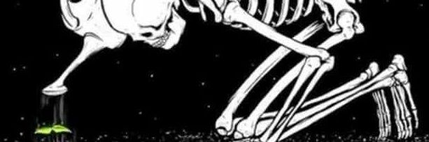 Sonic Racoon Cult - $SRCult banner