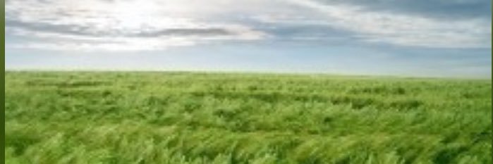 windbendsgrass 🇺🇸 banner