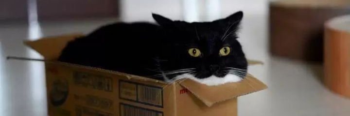 BadAtThings🐱's banner