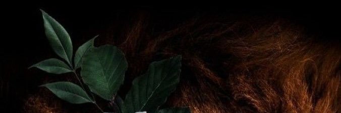 LEO 🐆 banner