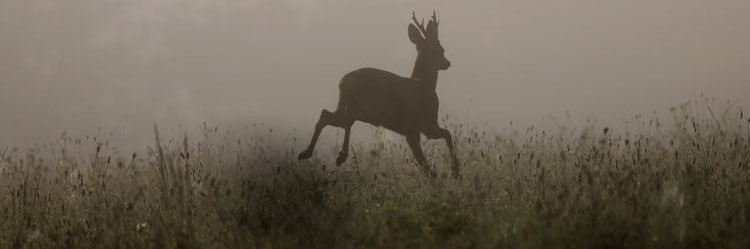 AngeIbur's profile banner image