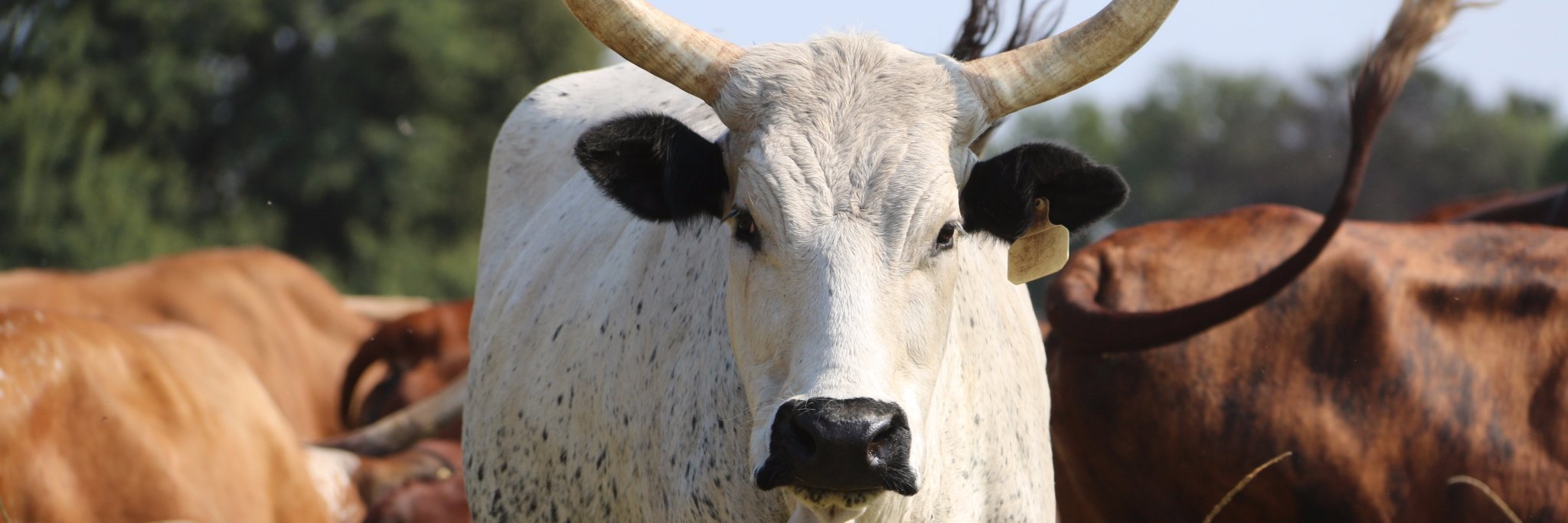 Rachel Martin banner