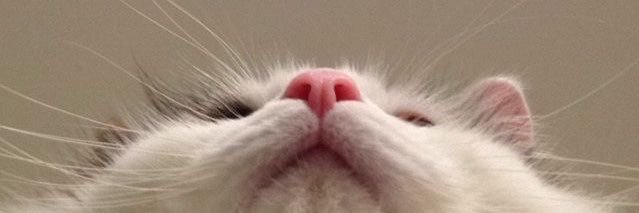 peeeeeeekoooo's profile banner image