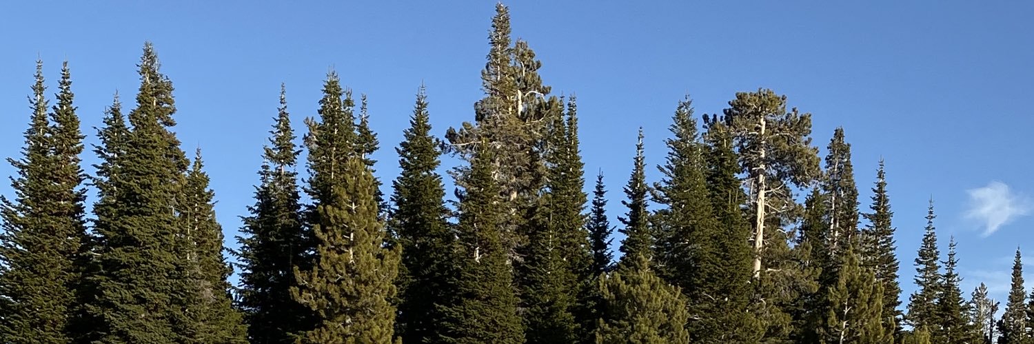 ksuecat's profile banner image
