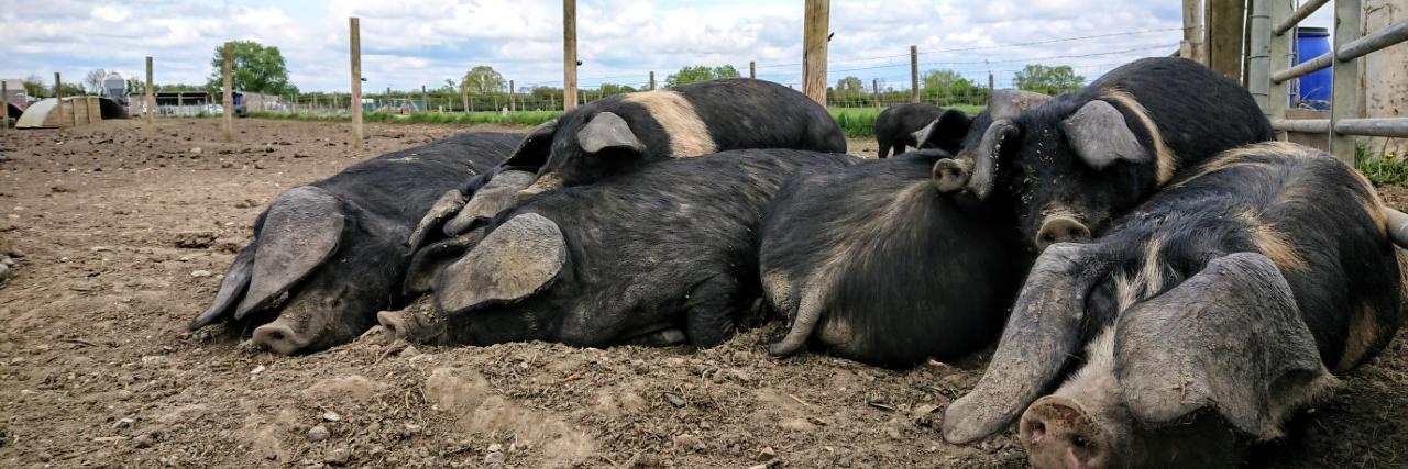 OrchardViewFarm's profile banner image