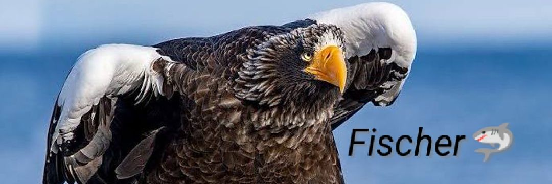 Fischer 🦈's banner