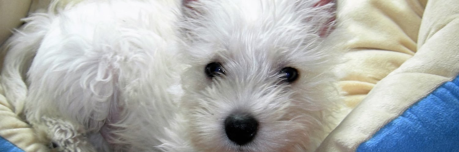 pupcatdog's profile banner image