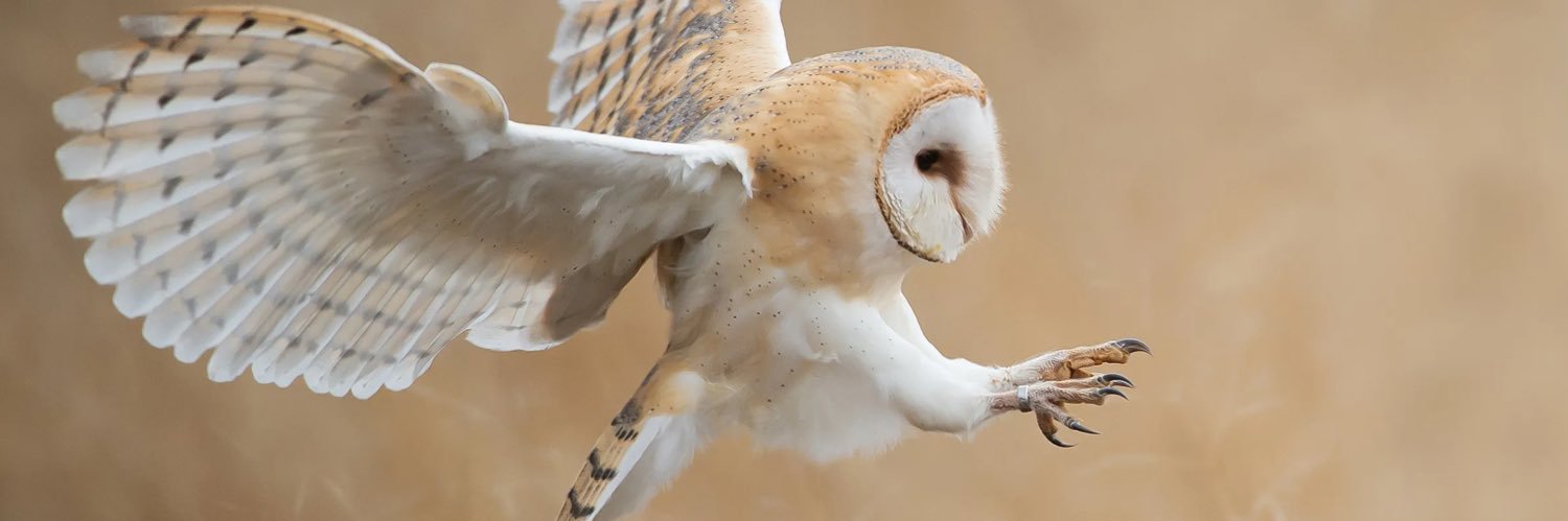 MozartGalbraith banner