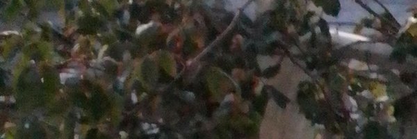 fay1488 Profile Banner