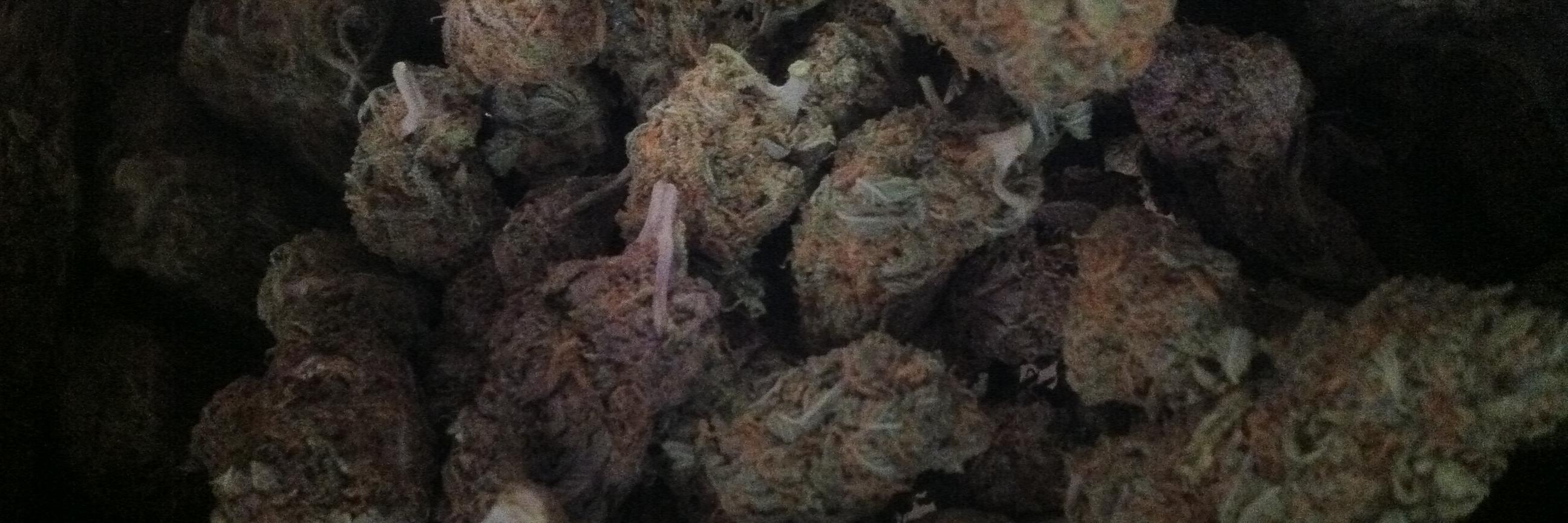 PurpleKushGang's profile banner image