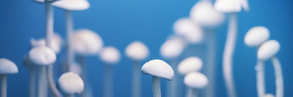 Psychedelic_Con's profile banner image