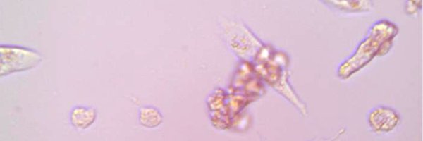Muse_Bio Profile Banner