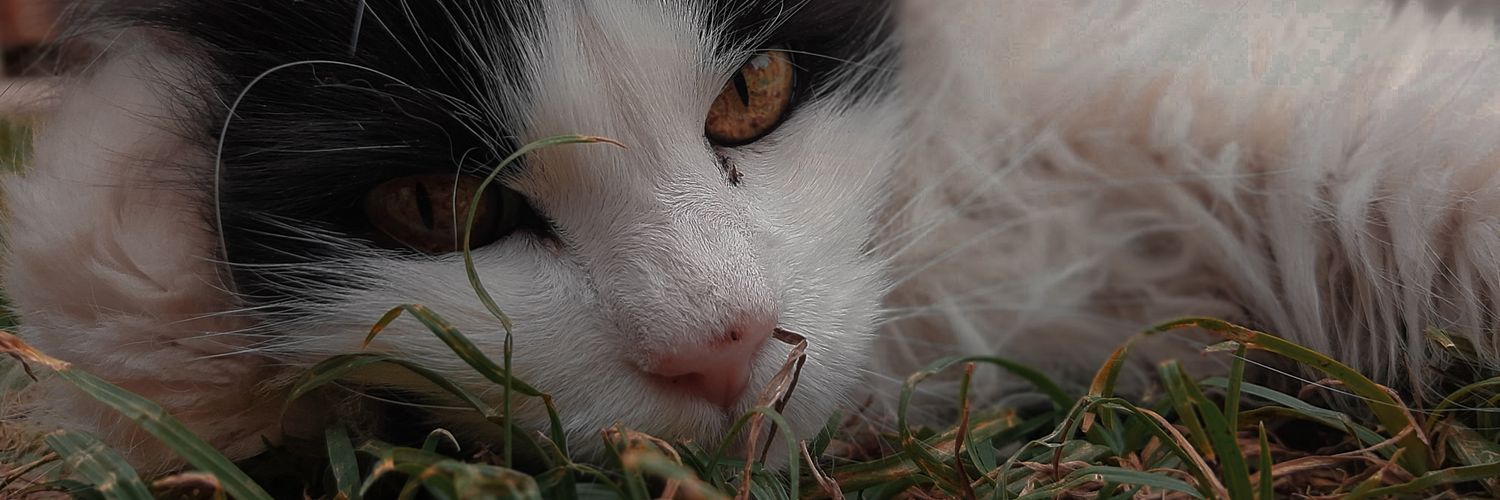 Camilozzia_'s profile banner image