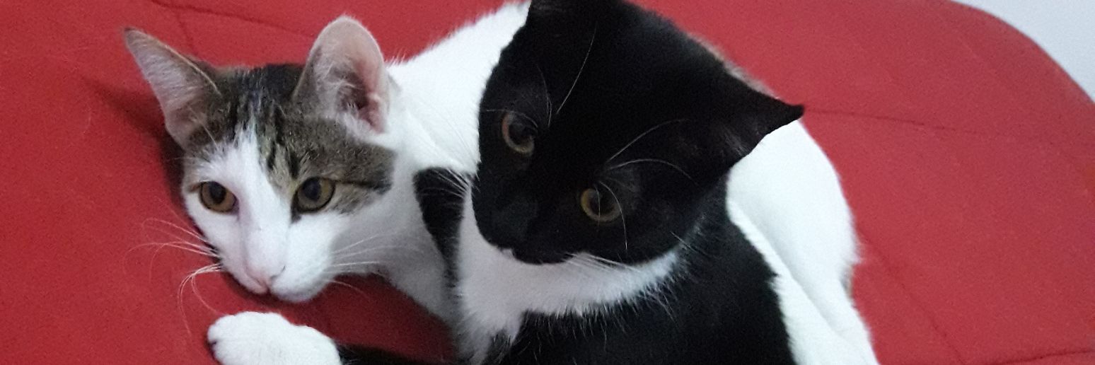 florpalacios95's profile banner image