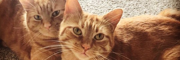 MeganKBickel Profile Banner